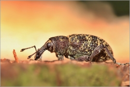 <p>KLIKOROH BOROVÝ (Hylobius abietis) Šluknovsko --- /large pine weevil - Fichtenrüsselkäfer/</p>